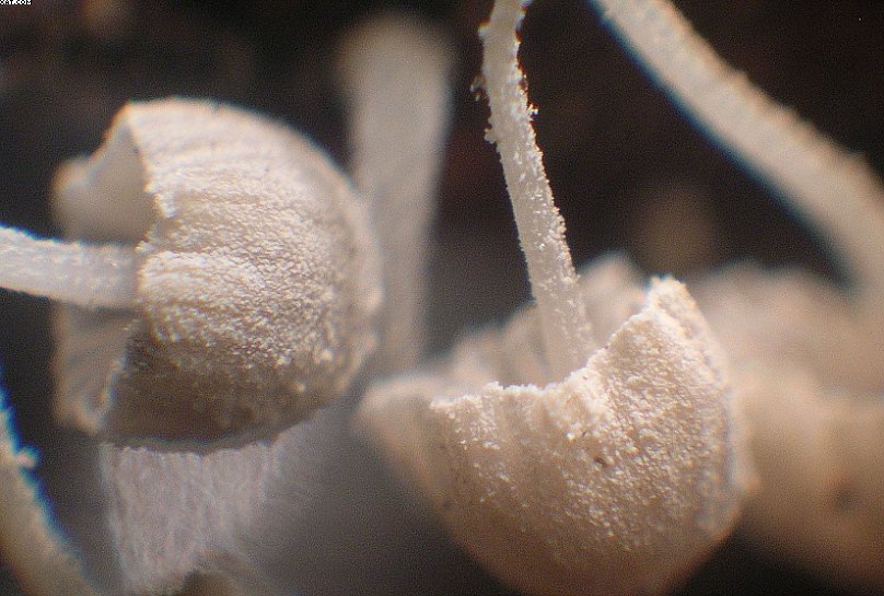 Mycena corynephora      Maas Geest.